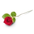 Single Rose